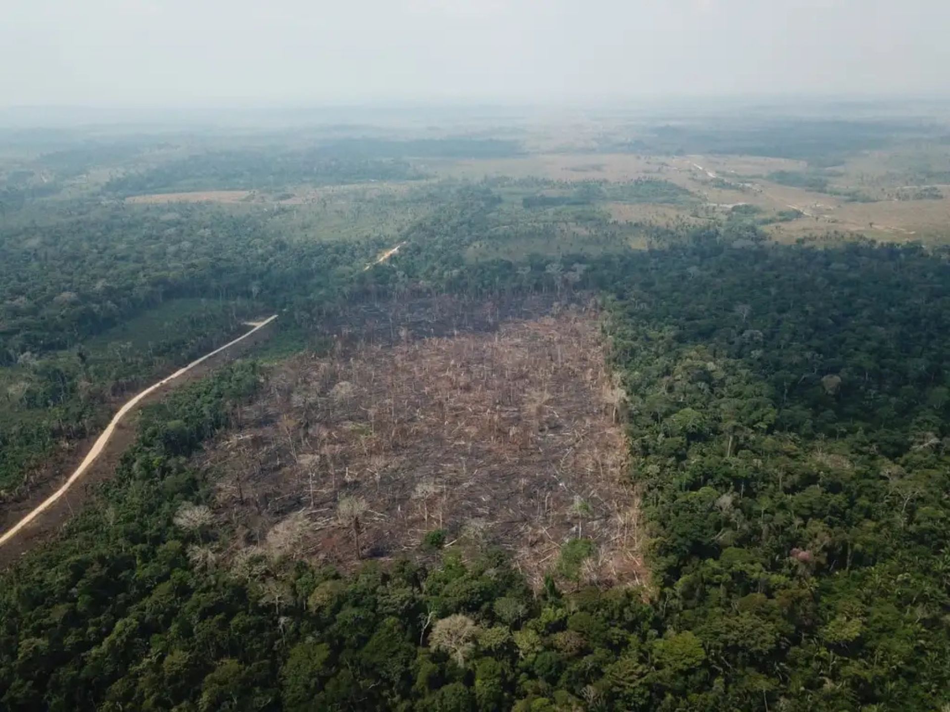 Desmatamento no Brasil não é fogo, é agronegócio, diz pesquisador do TEMAS em entrevista a rádio americana